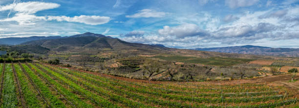 istock Vineyards in winter, pruned vines, sunset, colors. 2191866966