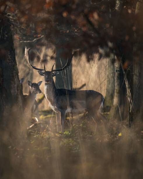 istock Majestic stag and doe in forest 2191867829