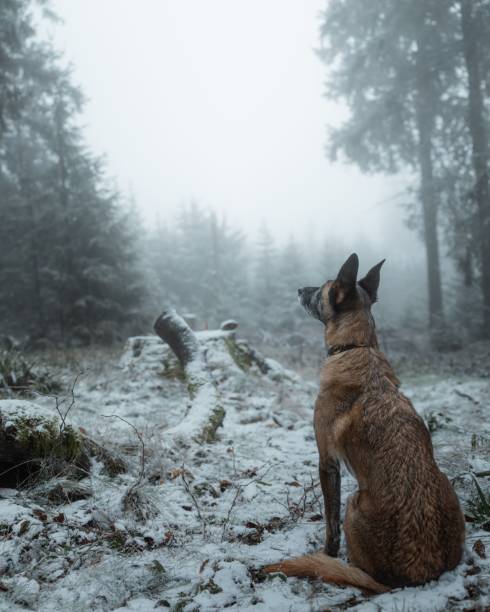 istock Dog in a snowy forest landscape. 2191867831
