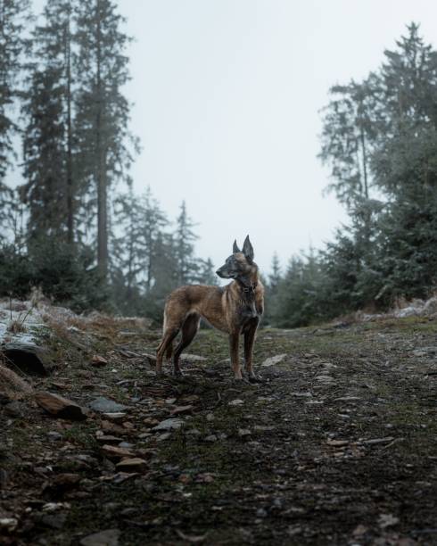 istock Alert Belgian Malinois on a forest trail. 2191867835