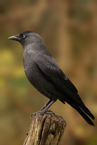 istock Jackdaw perched on a wooden stump 2191868335