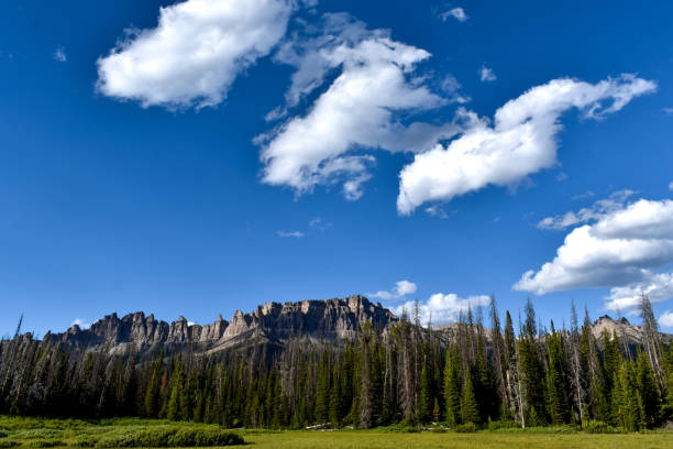Wyoming mountains rising behind pine forest are dwarfed by the expanse of sky.