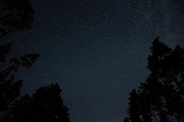 istock Night sky filled with stars above a forest during a clear summer evening 2191869981