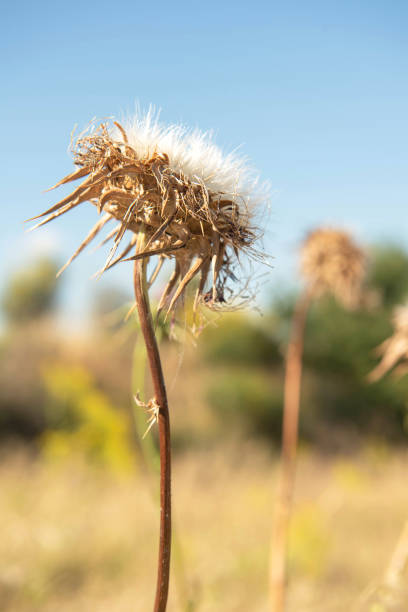 Dried Cynara Flower Stem with Seeds