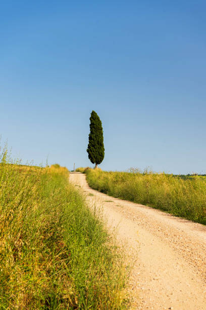 istock Lonely Tuscany Road with Cypress Tree 2191870957