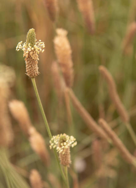 istock Plantain Blossom in Summer Meadow 2191870998
