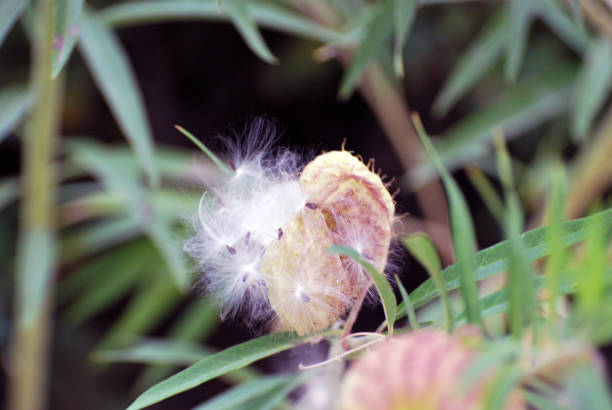 Seed Pod Plant by the Sea