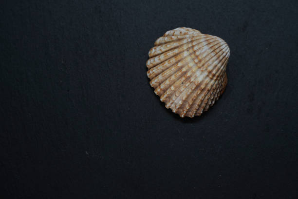 stillife of one sea shell on a black background  isolated with text space