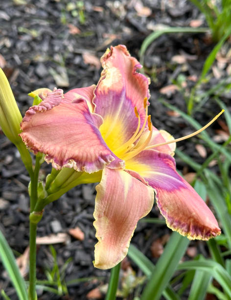 istock Pink Daylily Flower 2191875154