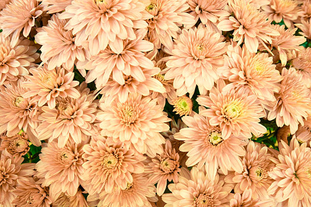 istock delicate color of blooming Mums 2191875348