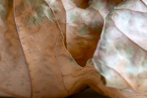 Very close macro shot of the texture of an autumn maple leaf. Close-up. Backdrop or background for your business