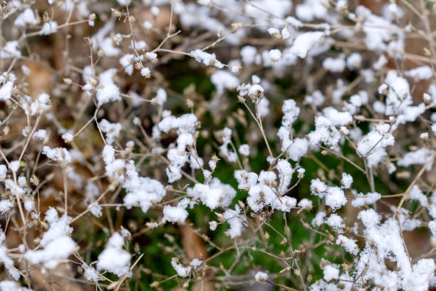 istock Dry bush under the snow 2191881585