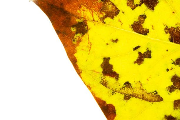 autumn lilac leaf closeup. The skeleton of the leaves is translucent with visible veins and cells. isolated on white background