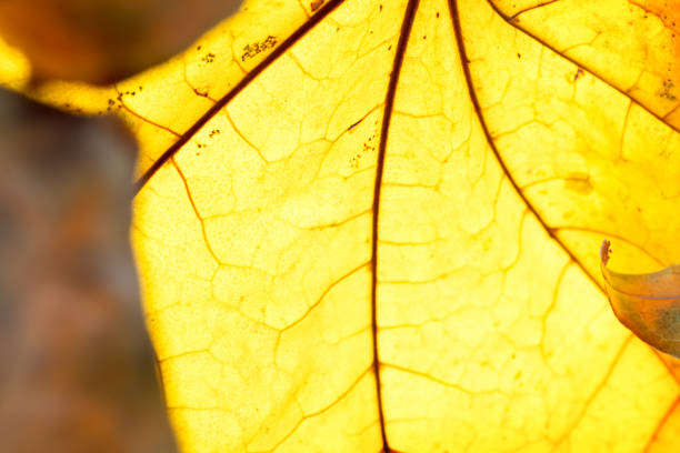 Very close macro shot of the texture of an autumn maple leaf. Close-up. Backdrop or background for your business