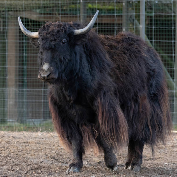istock Yak face close-up in beautiful sunny day 2191883089