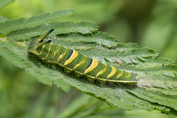 Caterpillar of the Australian Tailed Emperor Butterfly