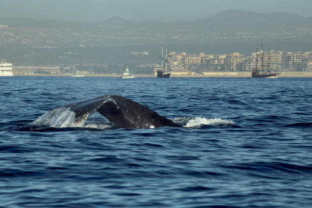 istock Whale showing tail in cabo san lucas, mexico. Cabo san lucas, mexico 2191885173