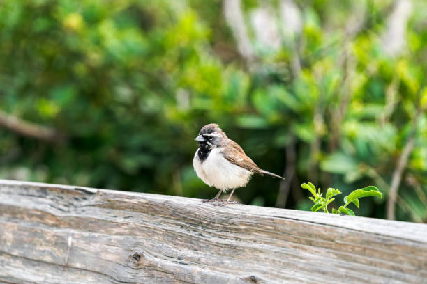 A Black-throated Sparrow perched on a fence in Santa Barbara.