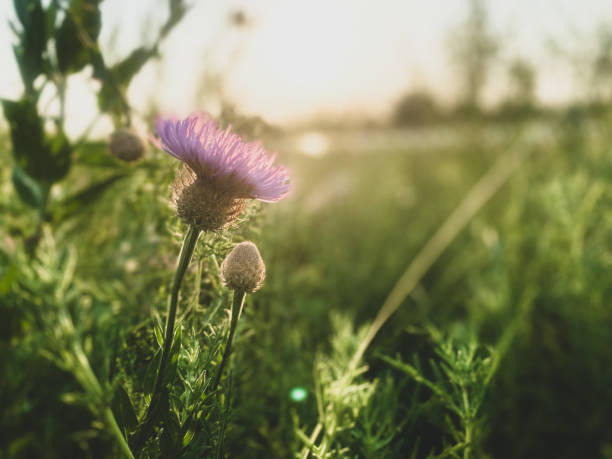 A beautiful purple thistle bloomed with sun rays