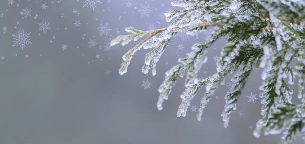 Frosted evergreen branch covered with ice crystals and snowflakes on a soft blurred winter background. Perfect for themes of nature, winter, frost, Christmas, and seasonal beauty.