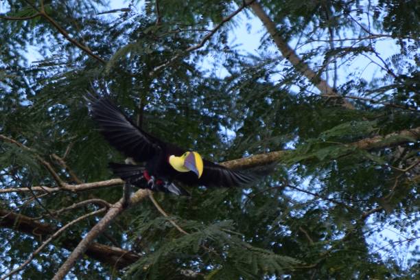 istock Flying Chestnut-Mandibled Toucan 2191886979