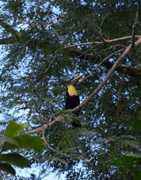 istock Perched Chestnut-Mandibled Toucan 2191886981