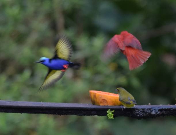 Colorful Costa Rican Birds in Flight