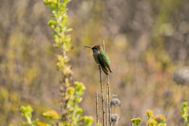 istock Anna's Hummingbird (Calypte anna) perched on a branch 2191889684