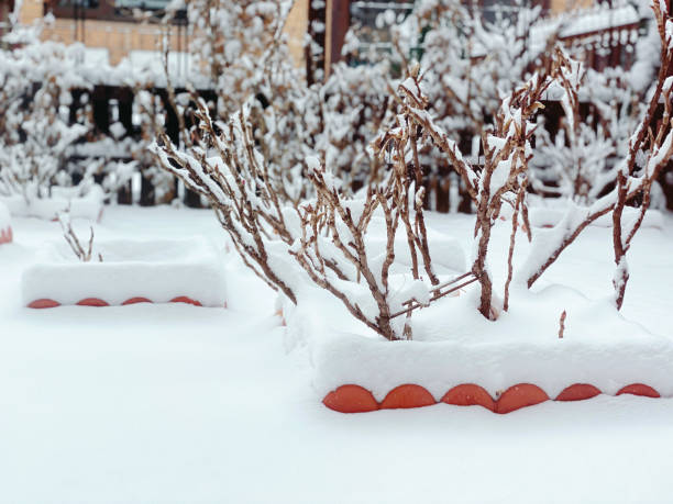 Snow in Garden