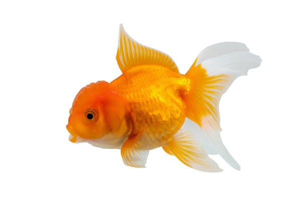 Oranda goldfish isolated on white background close up