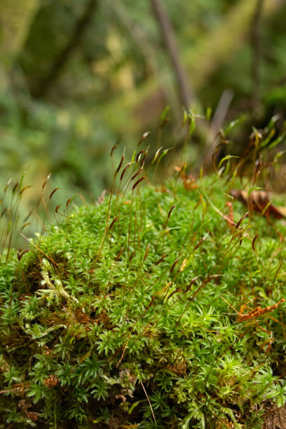 istock Green carpet of Selwyn's smoothcap moss on the damp rainforest. 2191892038