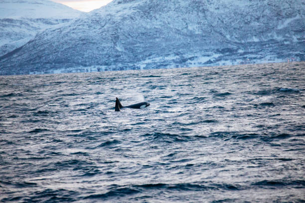 istock Orca, Killer Whale, in the Tromso, Norway Sea 2191892070