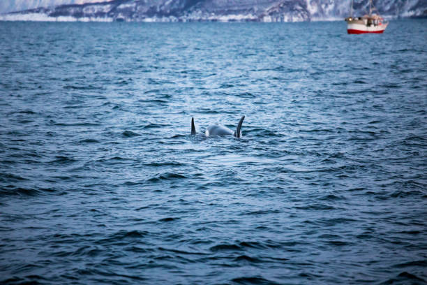 Canada british columbia, Vancouver island,  man kayaking near pod of Orca, Johnstone strait