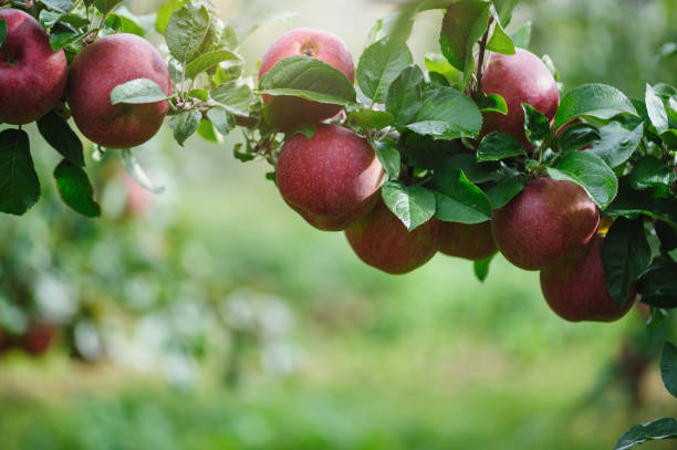 istock Red apples grow on tree in garden 2191899162