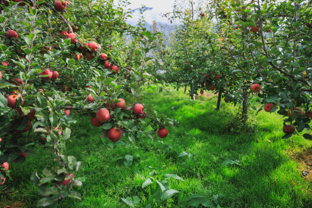 istock Red apples grow on tree in garden 2191899203