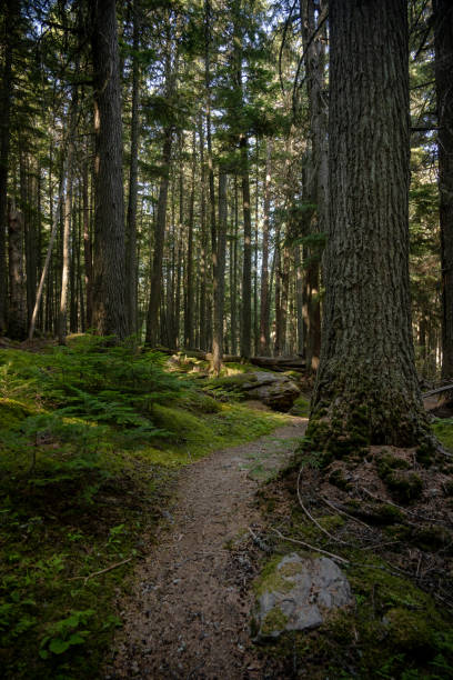 istock Trail Climbs Small Hill Through Mossy Forest In Glacier 2191901129