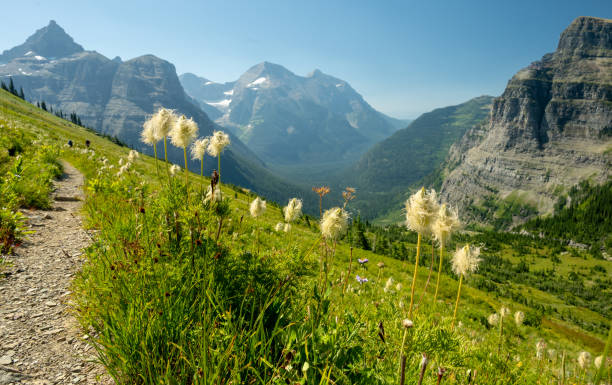 istock Western Seed Head Flowers Grow Tall Along Boulder Pass Trail In Glacier 2191901805