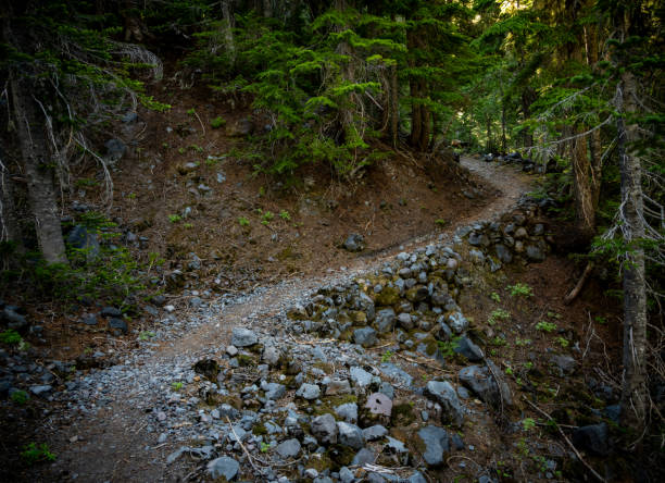 istock Wonderland Trail Winds up Pine Forest in Mount Rainier 2191901850