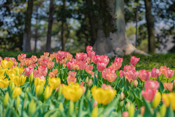 istock Tulips in the park 2191902156