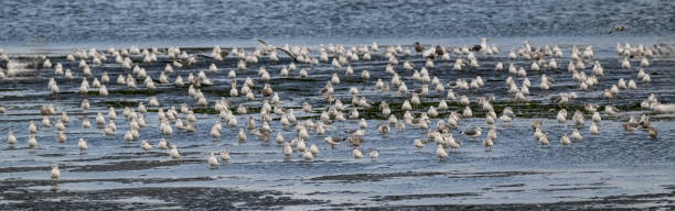 istock The California gull (Larus californicus) is a medium-sized gull, smaller on average than the herring gull, but larger on average than the ring-billed gull. Bodega Bay, Sonoma County, California.  Anseriformes. Pacific Ocean. Winter. 2191902383