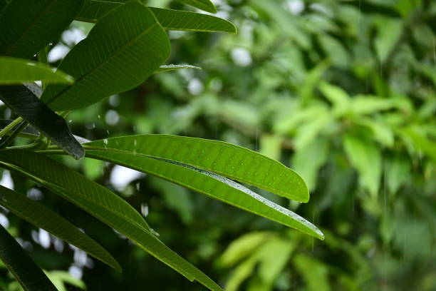 beautiful green leaf texture in springtime, water drop on frangipani leaves
