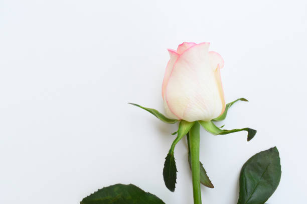 istock beautiful pink rose flower isolated on white background, valentine day 2191908134