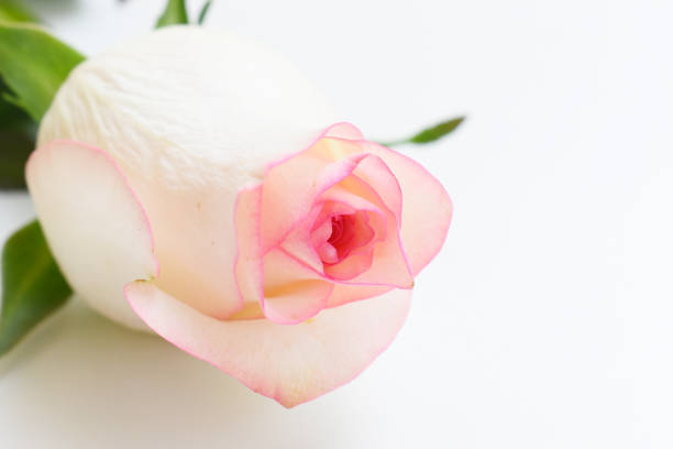 Macro photography of white rose flower petals, Mahe, Seychelles