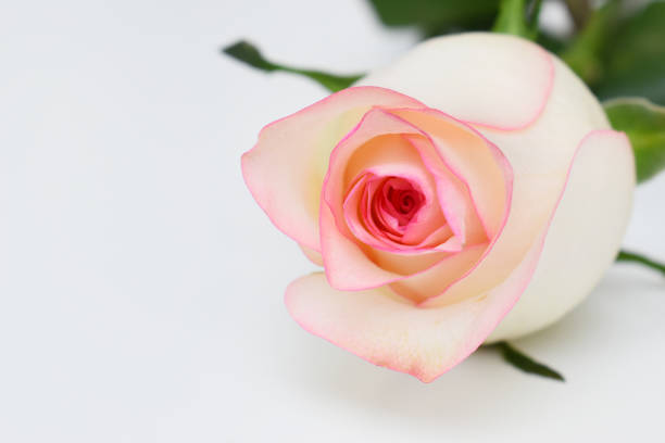 istock beautiful pink rose flower isolated on white background, valentine day 2191908609