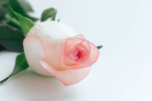 istock beautiful pink rose flower isolated on white background, valentine day 2191908614