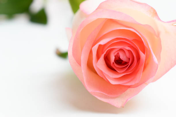 istock beautiful pink rose flower isolated on white background, valentine day 2191908619