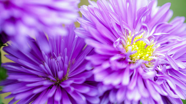 istock beautiful purple petals ester bloom flower 2191911592
