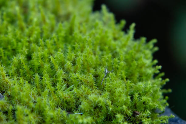 istock Green Rhytidiadelphus squarrosus moss covers the ground in the forest. 2191911593