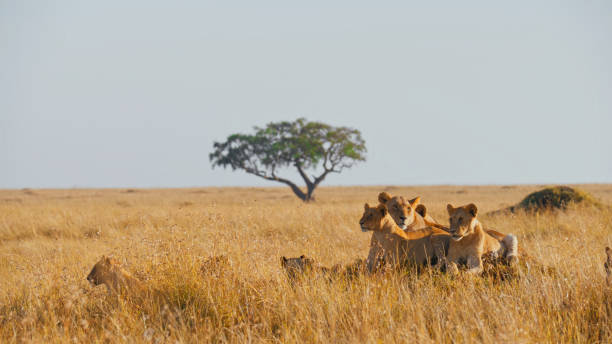 istock Lion Pride Resting in Masai Mara Landscape 2191911994