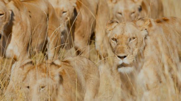 istock Pride of Lions Roaming Masai Mara Grasslands 2191912000
